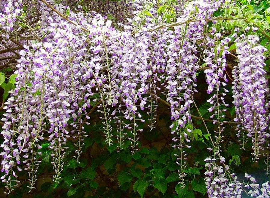 Har måske ingen andre kategorier af planter alsidigheden af blomstrende vinstokke