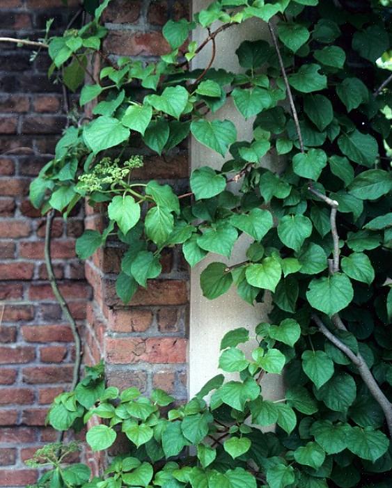 Nogle af disse blomstrende vinplanter kan være invasive arter i visse regioner i Europa