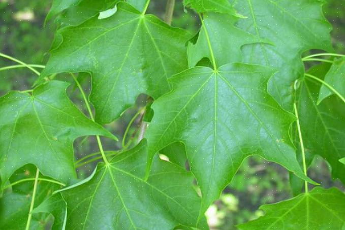 Er ikke alle naturaliserede planter invasive planter