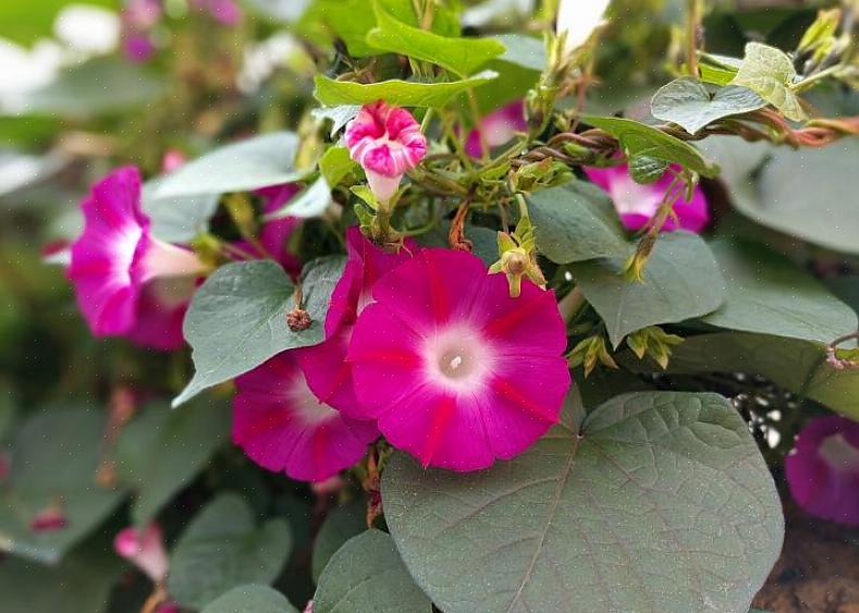 Flere nyttige vinstokke udover Heavenly Blue morning glory blomster bærer slægtsnavnet Ipomoea inklusive