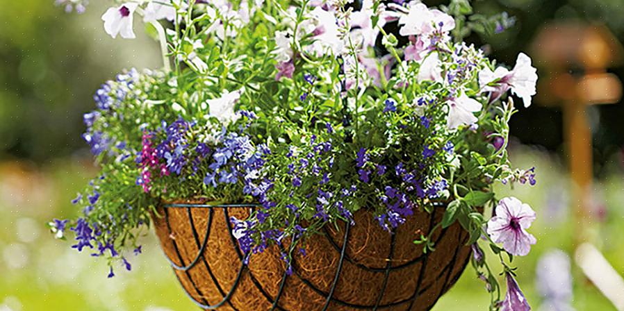 Plant efterfølgende blomster i kurvens sider