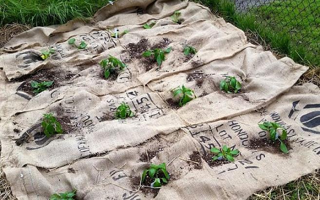 Gartnere vælger ofte naturlig jute lavet af jute