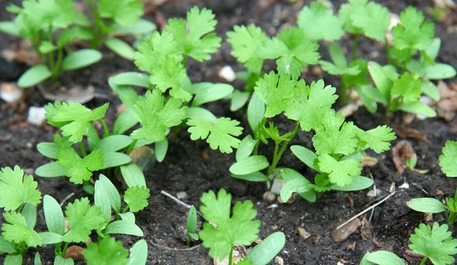 Blade - Bladene i bunden af planten er fanformede