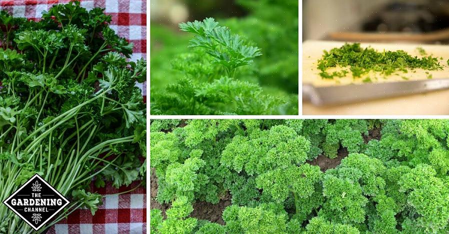 Persille anbefales undertiden som en kantplante eller en accentløvplante