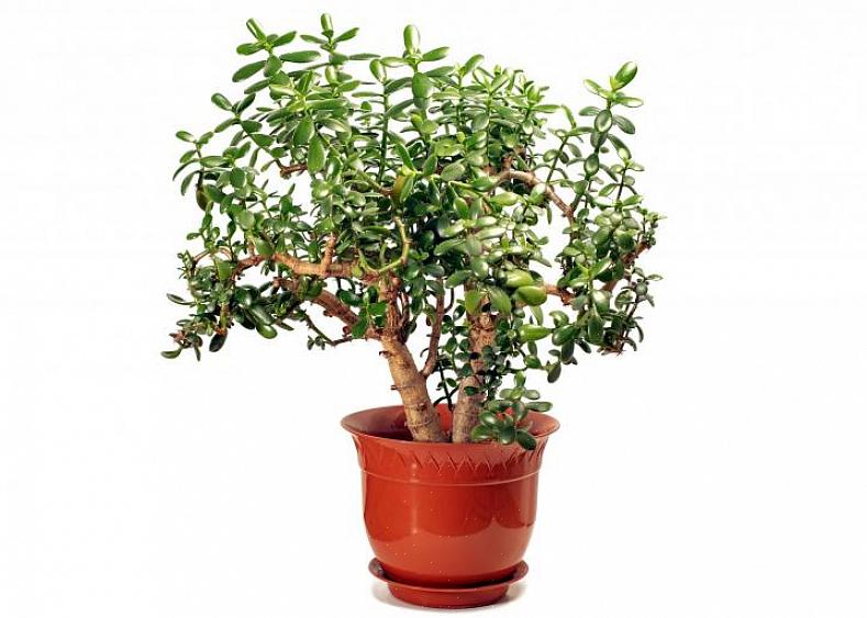 Jadeplanter foretrækker fuld sol