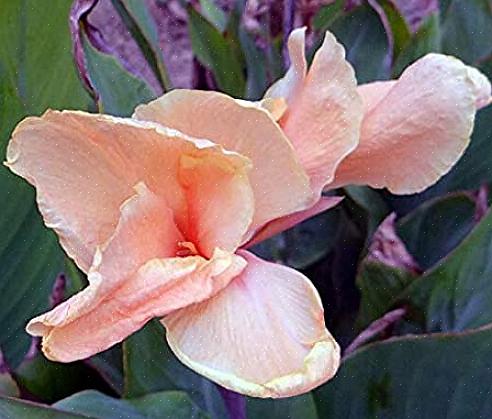 Derover blomstrer cannas igen hele sommeren