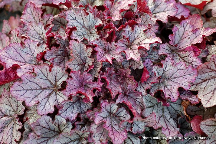 Heuchera 'Venus' er lige hjemme i en hvid blomsterhave eller månehave