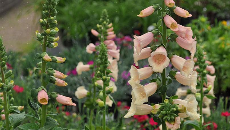 Den grønne picotee-kant på heuchera 'Delta Dawn' er en fascinerende afvigelse fra den kontrasterende vene