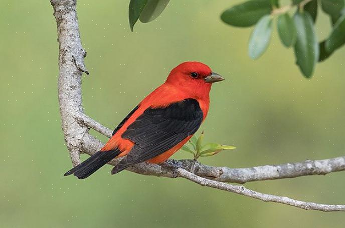 Sommer tanager identifikation