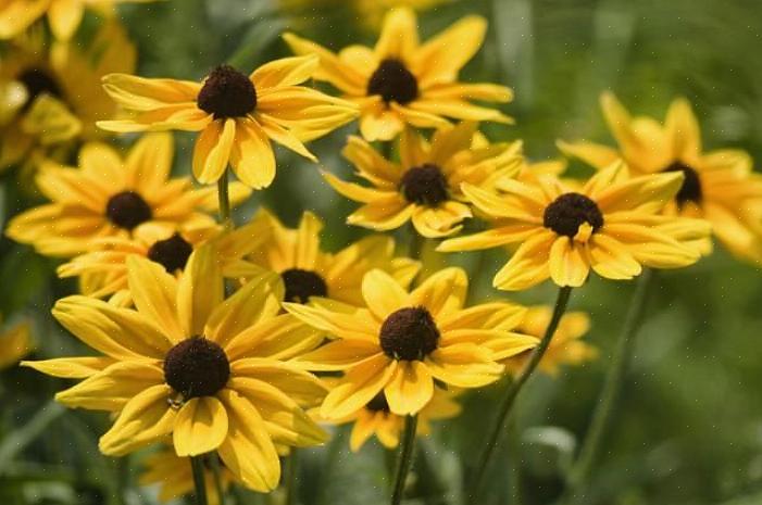 Stauder er planter