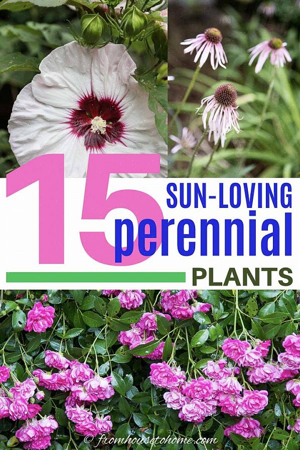 Buddleia davidii 'Potters Purple' (USDA Zones 5-9