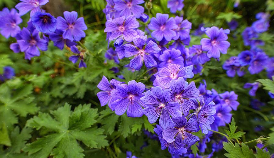 Geranium sanguineum spreder sig mindre hurtigt end Geranium endressii