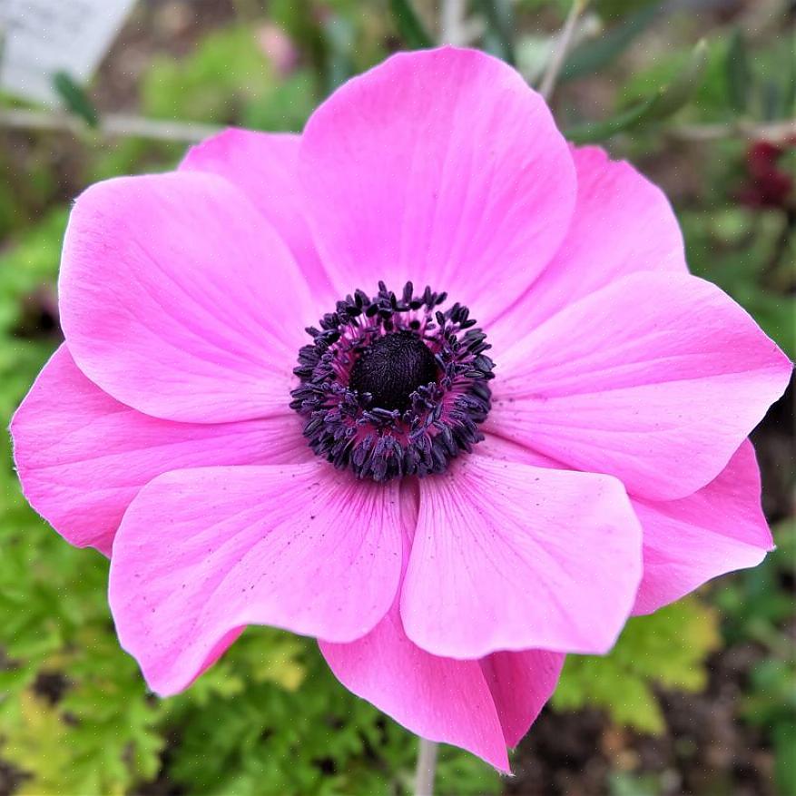 Anemonsorter vil tilføje elegance til blomsterarrangementer