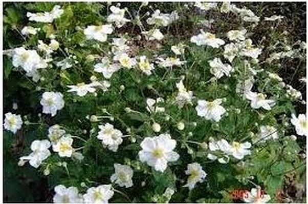Anemone 'Honorine Jobert' er en af disse kvintessens engelske haveblomster