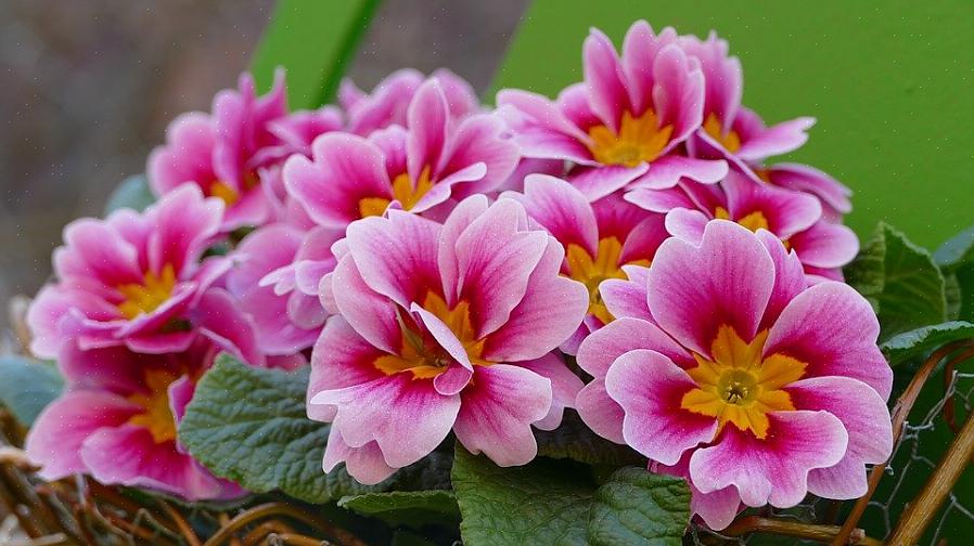 Primula er skovblomster