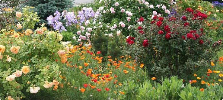 De rigelige sprayer af blå blomster opslugter rosenblomsterne