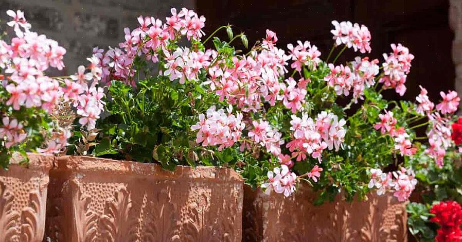 Voksende zoneplanter