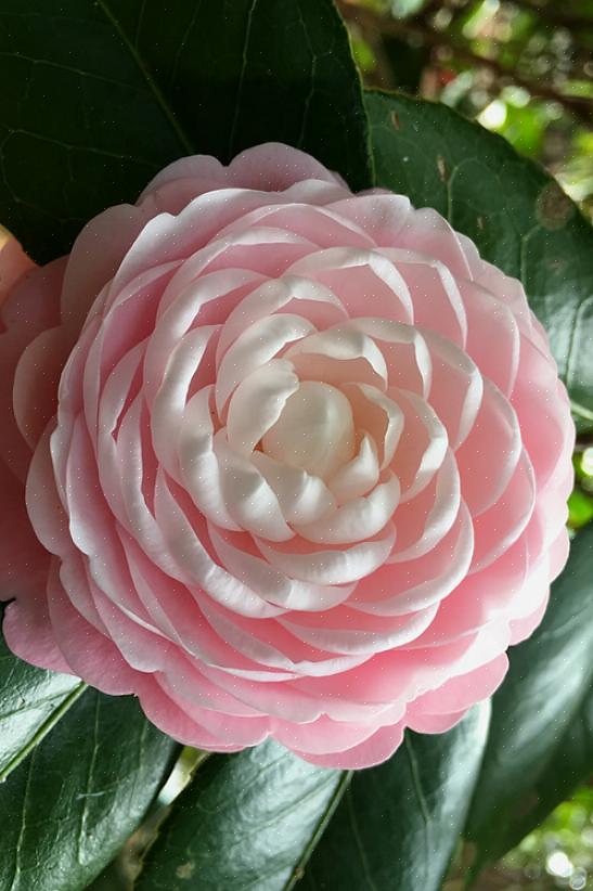 Blomster kan være hvide