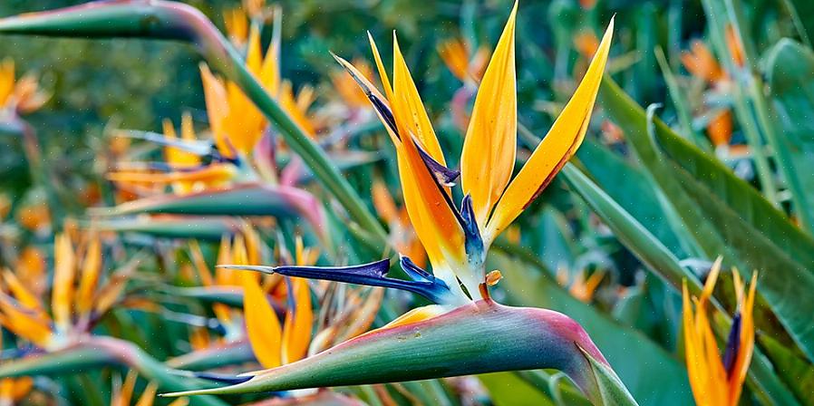 Strelitzia reginae (den orange paradisfugl)