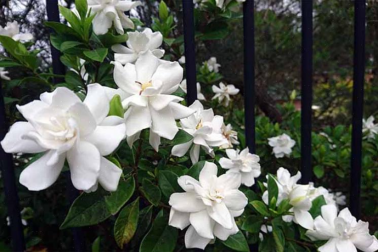 Hvide blomster til duft