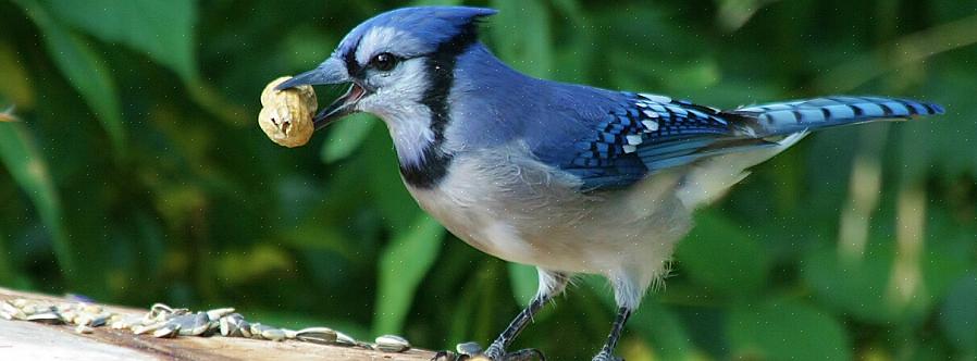 Blå jays tiltrækkes også af vand