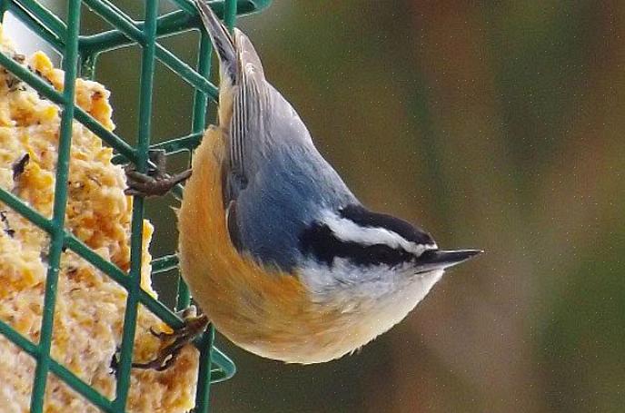 Nuthatches slutter sig ofte til disse fugletyper om vinteren