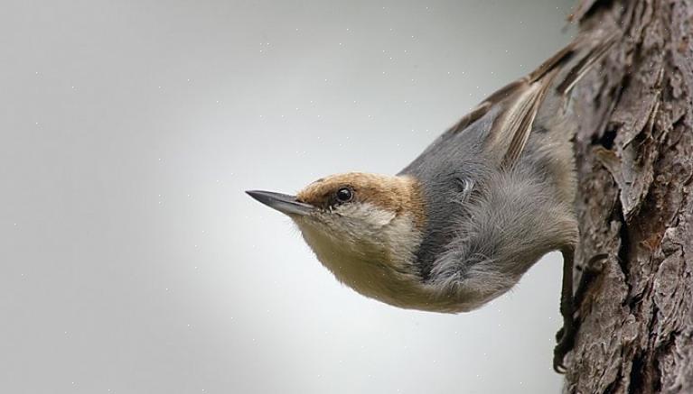 Nuthatches er vidunderlige