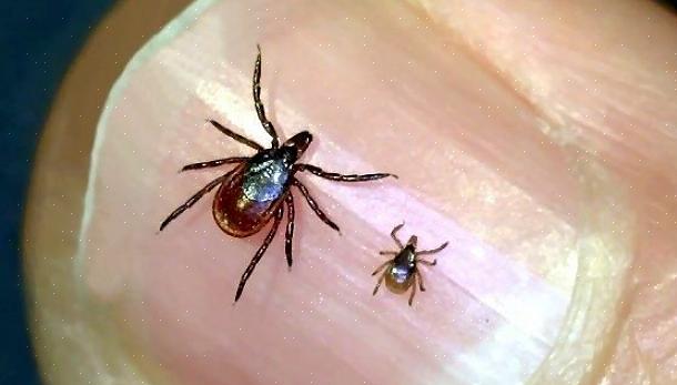 Blev problemet hævet til et højere niveau af betydning