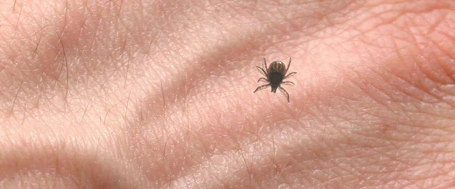 Ikke kun vil dette trin hjælpe med at kontrollere disse hovede maraudere