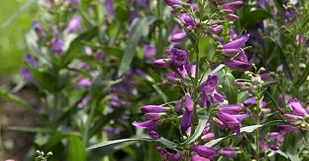 "Hjerteresistente planter til det centrale Oregon," Oregon State University Extension Service