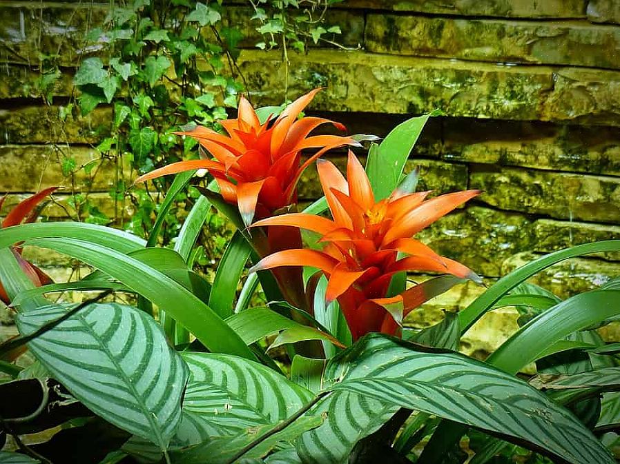 Udforsk 12 populære blomstrende planter