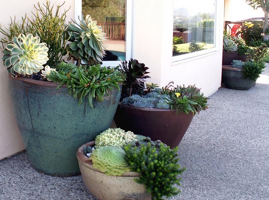 Coleus er en stor containerhaveplante