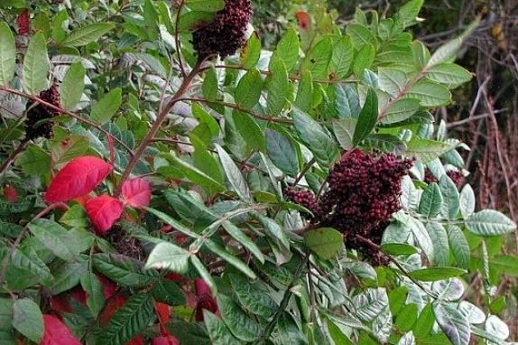 Dem på staghorn sumac er dækket af små hår