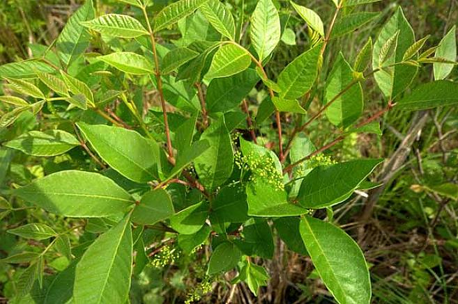 Stænglerne af giftige sumac-blade hjælper os yderligere med at identificere planten