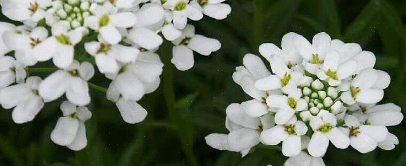 Candytuft (Iberis sempervirens) er en flerårig flerårig blomst