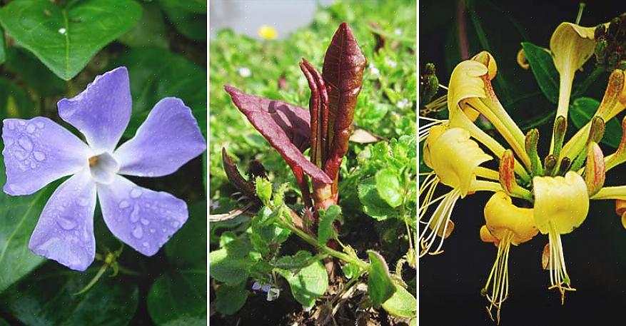 Og invasive planter er på ingen måde altid grimme eksemplarer