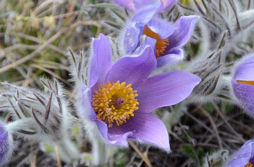 At han selv blev 'flyttet til at navngive' denne Pasque-blomsten eller påskeblomsten på grund af tidspunktet