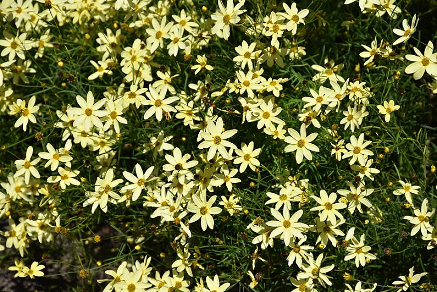 Taxonomi klassificerer Moonbeam coreopsis blomster som Coreopsis verticillata 'Moonbeam'