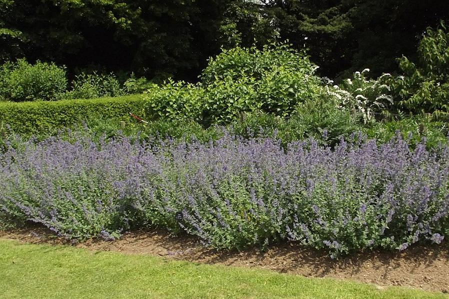 Plante-taksonomi klassificerer Six Hills Giant catmint som Nepeta x faassenii '6 Hills Giant.'