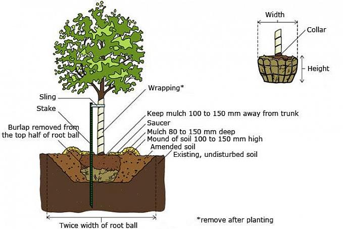 Burlappede planter er containerplanter