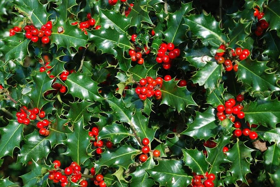 Holly planter (Ilex spp.) Er en mangfoldig masse