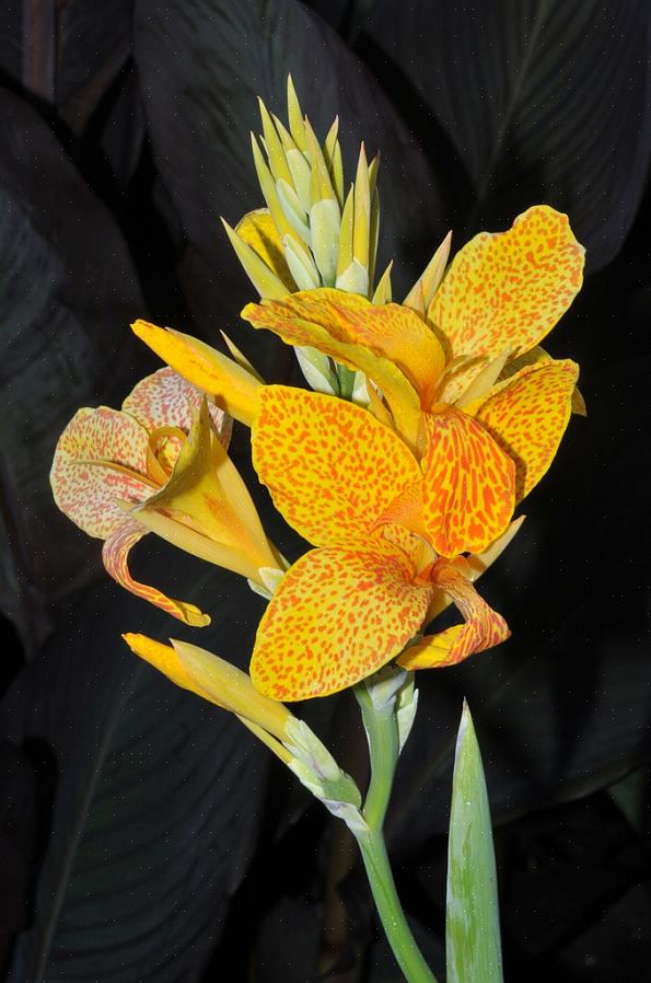 Som de fleste tropiske planter vil cannas gå til grunde