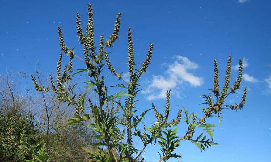 Tilsammen udgør almindelig ragweed
