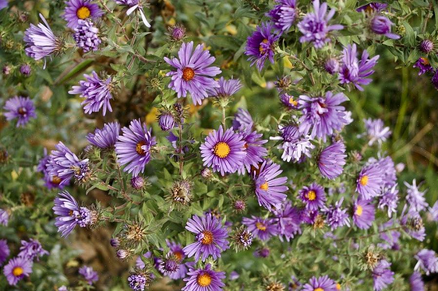 Viola sororia er en hjemmehørende plante i New England