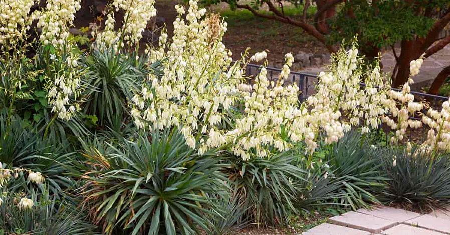 Du kan plante Yucca filamentosa i USDA-hårdhedszone 5 til 10