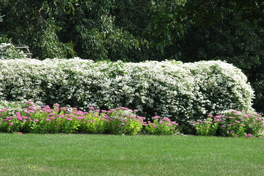 Plante-taksonomi klassificerer sød efterårsklematis som Clematis terniflora