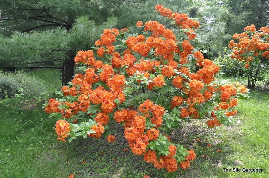 Gibraltar azalea-planter producerer klynger (kaldet "bindingsværk"