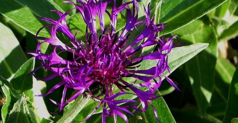 Plante-taksonomi klassificerer denne type flerårige bachelor-knap som Centaurea montana 'Amethyst Dream.'