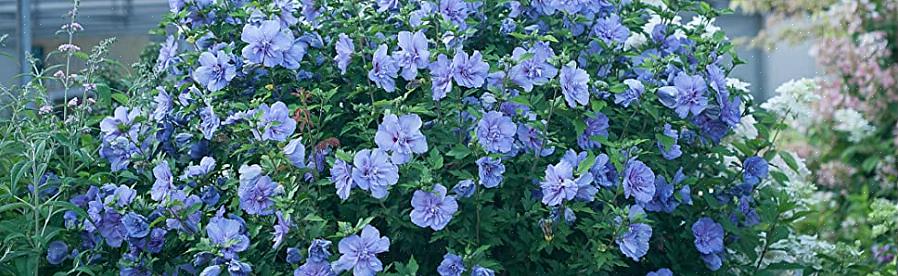 Blå hibiscusblomster pryder Hibiscus syriacus Blue Chiffon fra midten af sommeren til efteråret