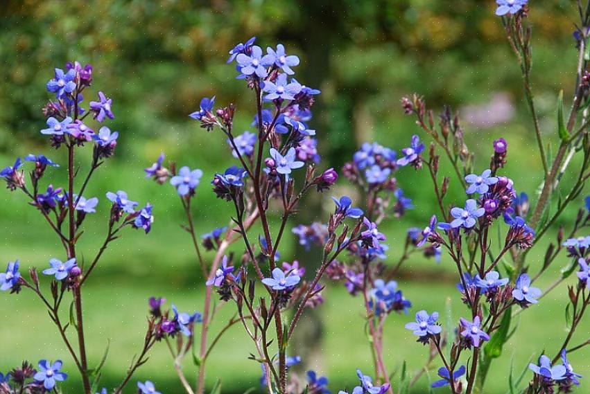 Men fordi Anchusa azurea 'Dropmore' er så høj flerårig